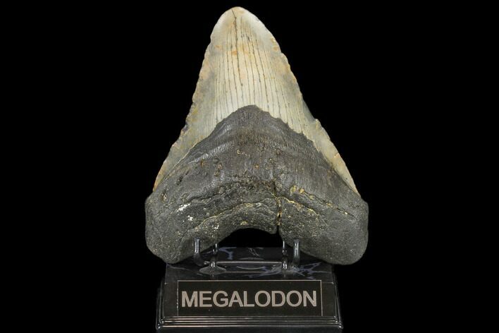 Fossil Megalodon Tooth - + Foot Prehistoric Shark #114406